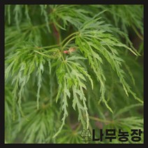 (나무농장) 신품종 공작단풍 에메랄드레이스 10cm 포트