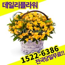 프리지아 꽃바구니 생일 출산 졸업 프로포즈 기념일 고백 전국 꽃배달서비스 당일 배송