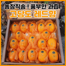 시즌앤홈 제주 고당도 산지직송 프리미엄 레드향 3kg 5kg 제주도 과일 명절 설날 선물 세트, 레드향 선물용(고급) 5kg