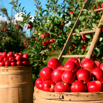 신선함 그대로 국산 사과즙 100ml 50포 100포