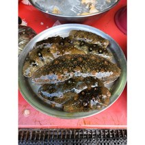[해물선장] 식감이 일품인 국내산 S급 해삼 500g