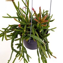 별도표기 립살리스 트리고나 키우기 쉬운 행잉 실내 도매 화훼 시장 희귀 식물, 단품