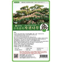 자귀나무씨앗 20g, 없음, 1개