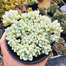 라울 묵은둥이 중품 다육식물, 1개