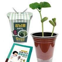 강낭콩 키우기 관찰일지포함