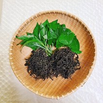 [곰배령농산물] 산지직송 자연건조 곰취 곤드레 건나물, 건곰취100g