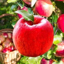 햇사과 홍로사과 신선사과 경북 산지직송, 2kg, 대 (5-6과), 1개