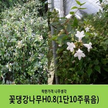 착한가격 나무생각 꽃댕강나무 묶음모음, 꽃댕강나무H0.8(80cm)10주묶음