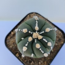 [메카다육]46-1024 선인장 투구(국내실생) 화분포함 다육식물