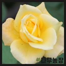 (나무농장) 유럽사계땅장미 골든하트 개화주 화분