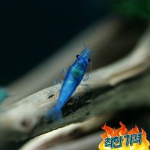 청룡 벨벳새우(5마리) 생이새우 애완 관상용 새우 키우기