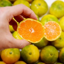 제주 귤 노지 서귀포 하우스 감귤 농장 1kg로열과S-M