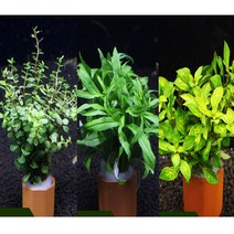 피알피쉬 피알피쉬 포트수초 마구잡이 3종세트