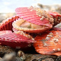 당일조업 통영 살아있는 제철 홍가리비 생물 1kg 5kg 캠핑 조개 구이 찜, 통영 홍가리비 1kg(생물), 1개