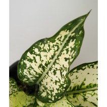 스노우 사파이어(아글라오네마 다이아몬드) - 부와 행운의 식물 - 미세먼지/공기정화/반려식물 - 꽃보러가자, 1개