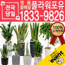 개업화분 인테리어식물 배송 떡갈나무 대엽홍콩 뱅갈고무나무 관음죽 알로카시아 소철 극락조 만냥금 무늬벤자민 파키라, (선택02)금전수, 1개