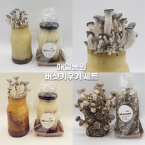 버섯키우기 기르기 키트 4종 세트 느타리 고기느타리 표고