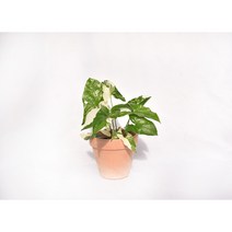 서비내 무늬싱고니움 Syngonium variegated Fantasy 희귀식물 공기정화식물 플랜테리어 인테리어 서비야드플라워아울렛