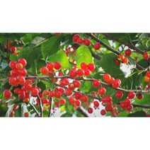 접목 꾸지뽕 특묘 묘목-접목1년 접목꾸지뽕 1주