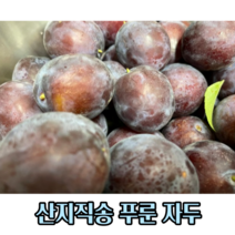 새콤달콤 싱싱한 생 푸룬자두 2 3kg(가정용 선물용) 명절 선물 자두 푸룬 생자두 국산자두 국내산자두 국산 국내산 푸룬생과 생과자두 귀한자두 가을자두, 2kg(선물용)