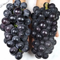 포도제철 씨없는포도 국내산거봉2kg4kg선물세트, 국내산 거봉 2kg