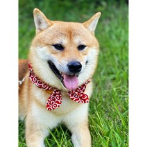 강아지케이프 시바견스카프 고양이목도리 중소형견 대형견 도그빕 당초 곱창리본 반다나, 레드, M