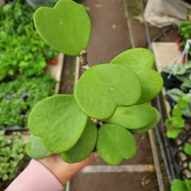 식물사랑꽃농원 / 하트호야, 1개