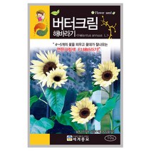 버터크림해바라기 씨앗 30립 A0399