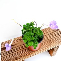 꽃나무팜 삭소롬 꽃식물 보라꽃 삭소름 바위바이올렛 행잉플랜트