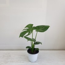 온누리농원 몬스테라