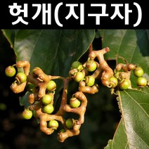 헛개 지구자 나무 묘목 실생3년 뿌리묘5개/특용수 약용수, 5개