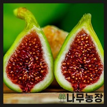 (나무농장) 무화과나무 CDDB 삽목1년 묘목