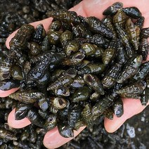자연산 올갱이 생 다슬기 1kg 고둥이, 생 막 다슬기 1kg, 1개