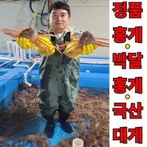 이강크랩 맛최고 살아있는 라이브 레드 킹크랩, 1마리, 3.2kg