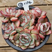 다육식물(문가드니스) 114, 1개