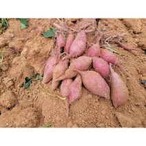 해남 산이 꿀밤고구마 10kg 5kg 3kg 중 중상 1박스 생산자 산지 직송, 중 3kg (개당 50g~80g)