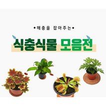 식충식물 파리지옥 퍼포리아 네펜데스 구몬초, 5.퍼포리아