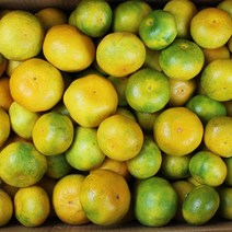 제주 감귤 귤 5kg (대과 조생종) 서귀포감귤, 제주 감귤 귤 10kg (2S M사이즈)