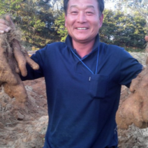 농손 국내산 참마 생마 안동참마 산마 5KG, 못난이상