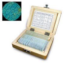 균류 양파표피 원생동물 프레파라트 현미경 표본 관찰 식물 세포 동물 혈구 과학실험, 7 프레파라트(신경5종)