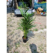 60~90cm 159 아레카야자 중대품