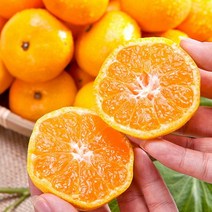 제주 산지 직송 고당도 하우스감귤 3kg(대과)