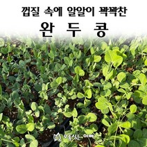 [모종심는아빠] 껍질속에 알알이 꽉들어 찬 완두콩, 모종5개