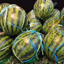 산지직송 당일수확 함안 맹동 고당도 하우스 꿀 수박 1-2통 4kg 내외