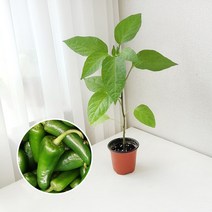 할라피뇨 고추 키우기 풀 패키지 재배키트 DIY, 지피포트(1형)