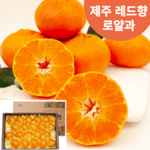 제주 레드향 제철 과일 로얄과 3kg 5kg 선물세트 천혜향 귤로향 귤 감귤 제주도 산지직송, 01. 로얄과 3kg