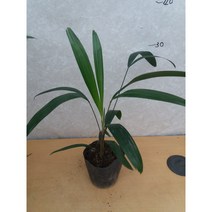 [박씨농원] 관음죽소품
