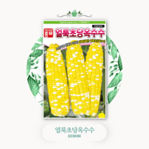 (아시아종묘 옥수수씨앗종자) 초당 옥수수 VSC 03 (100립*3개입)