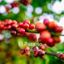 [위트러스트] 콜롬비아 엘 파라이소 리치 200g Columbia El Paraiso/ 스페셜티 커피 원두, 홀빈