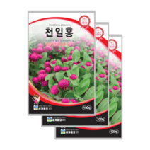 천일홍 씨앗 100립 천날살이풀 종자 globe amaranth, 10